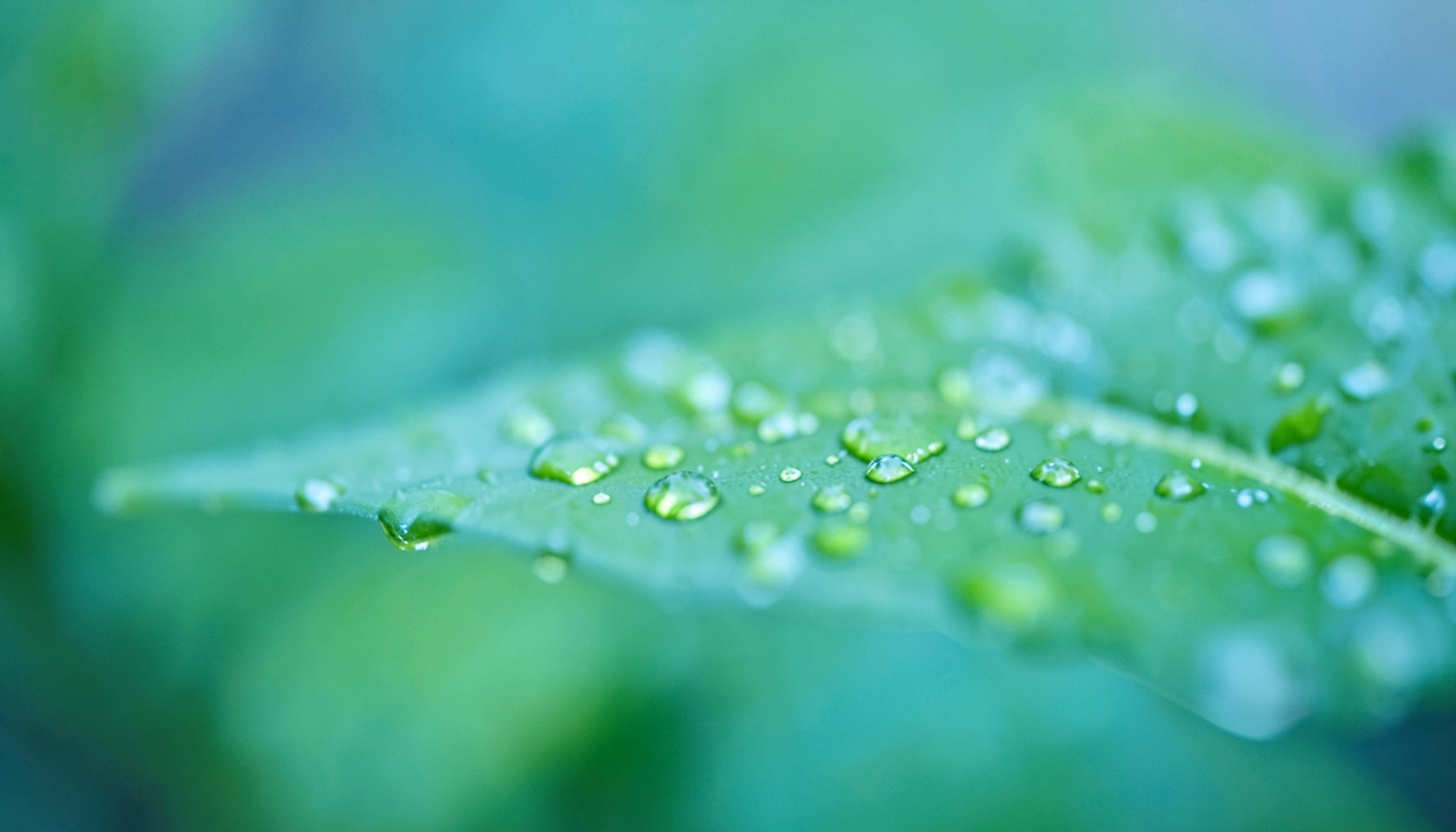 Primer plano de una hoja verde con gotas de agua sobre un fondo suave difuminado en tonos verdes y azulados, transmitiendo calma y frescura